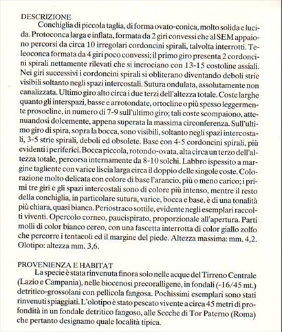 Rissoidae nel Mediterraneo: Genere Alvania
